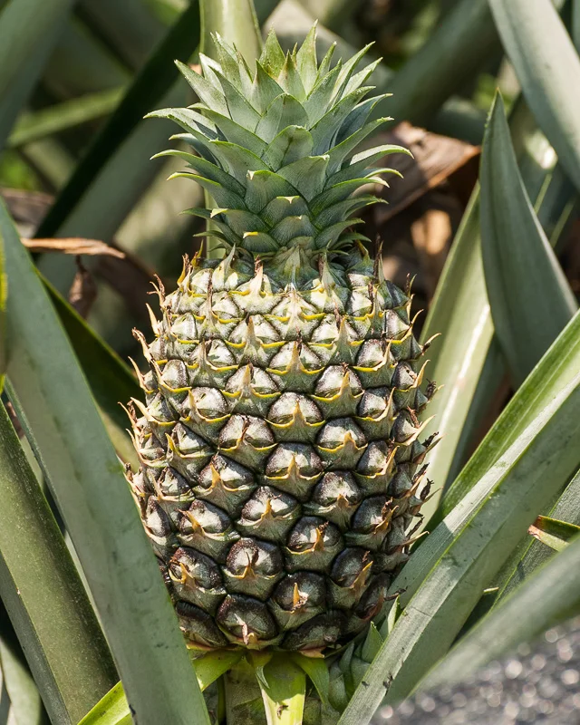 Pineapple