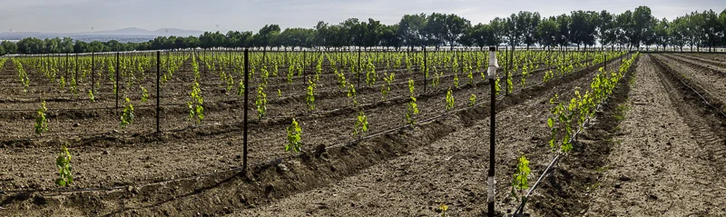 Grapes