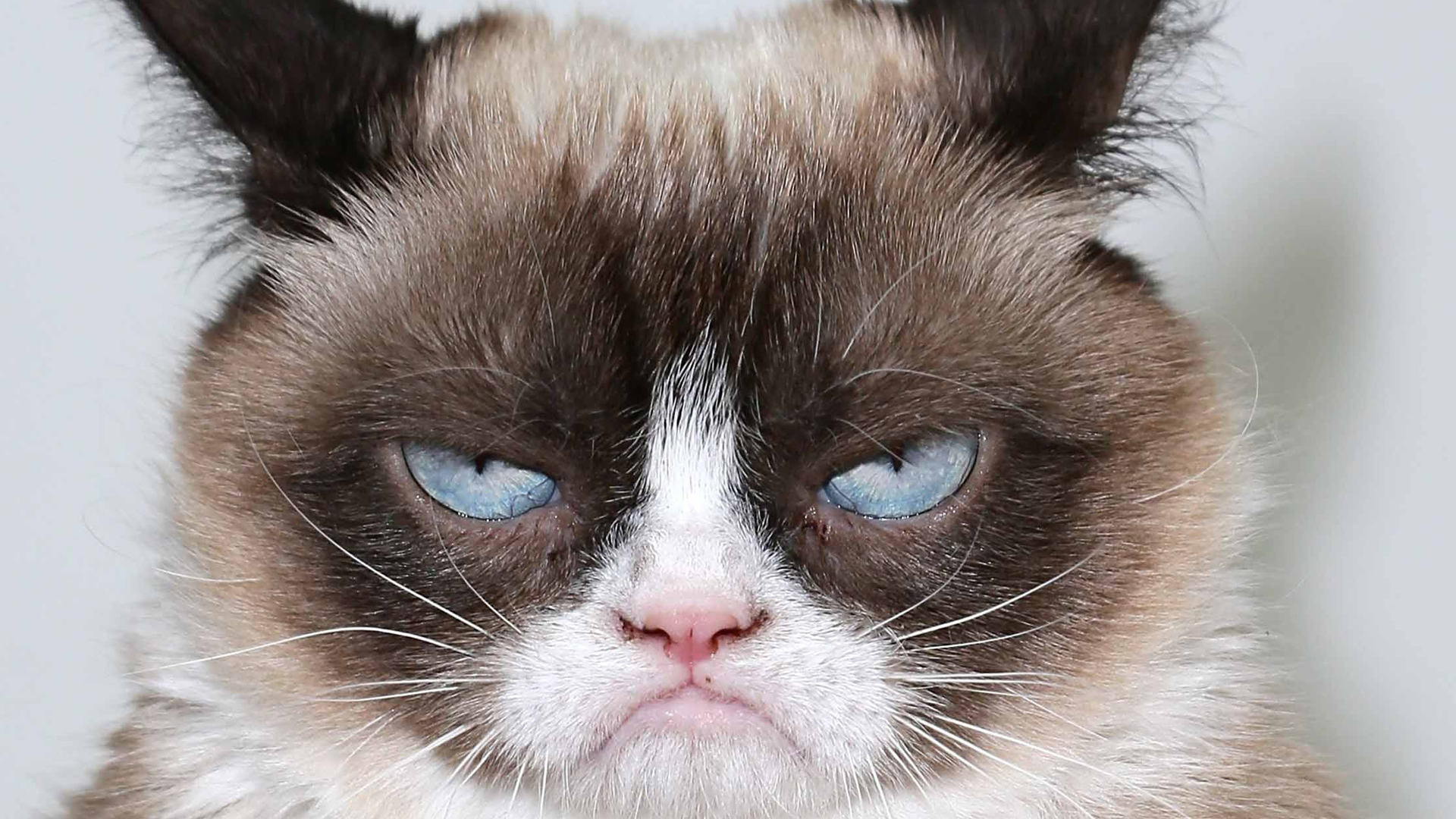 grumpy cat.png