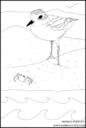 snowy plover coloring page.jpg