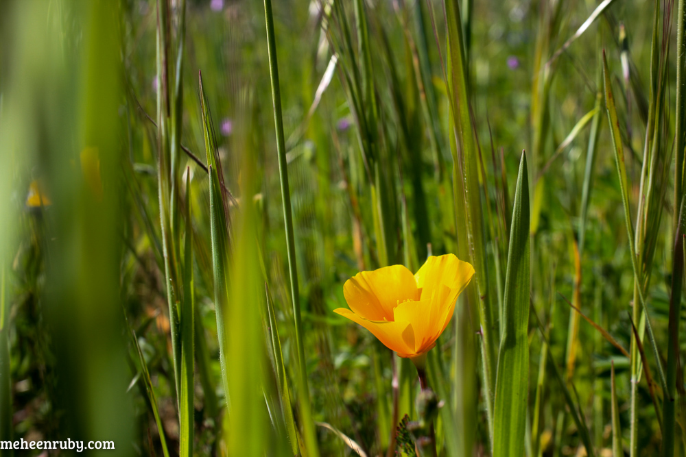 fort ord wildflowers web-24.jpg