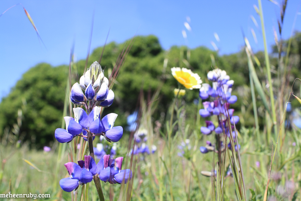 fort ord wildflowers web-20.jpg