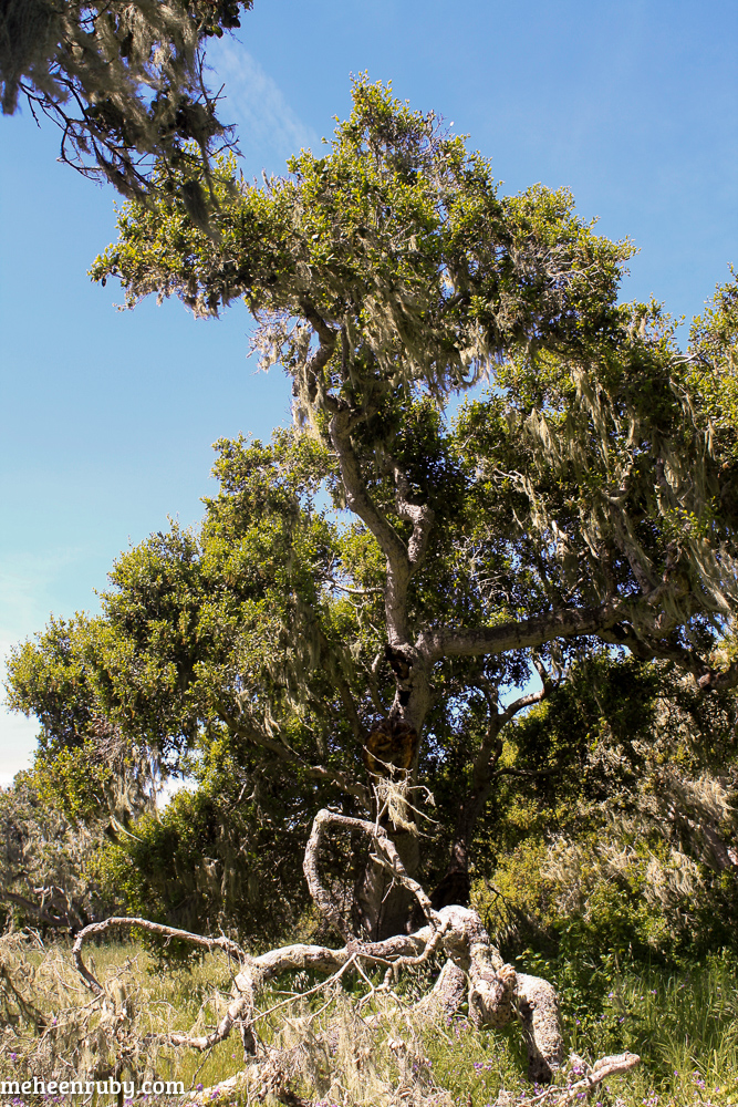 fort ord wildflowers web-18.jpg