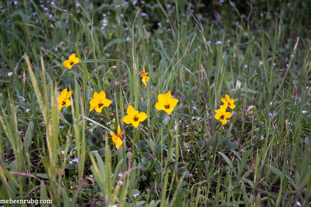 fort ord wildflowers web-16.jpg