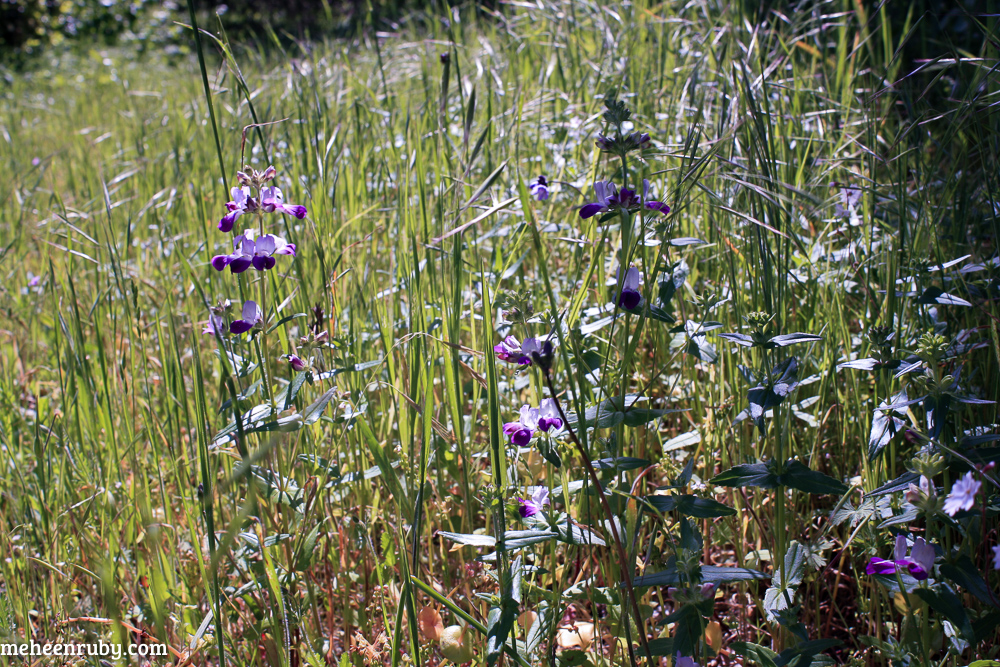 fort ord wildflowers web-17.jpg