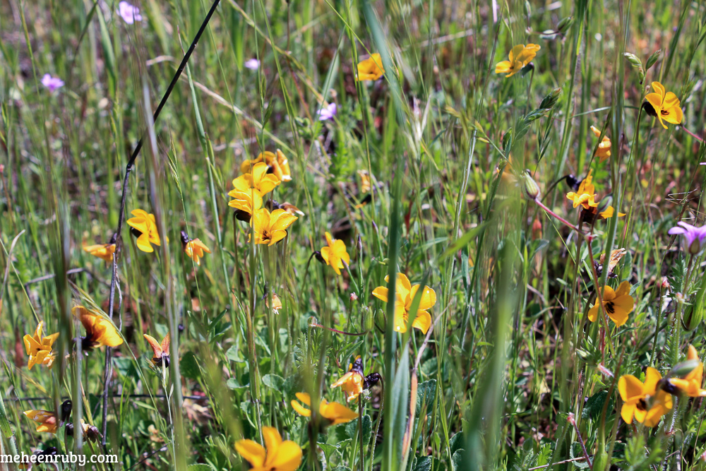 fort ord wildflowers web-14.jpg