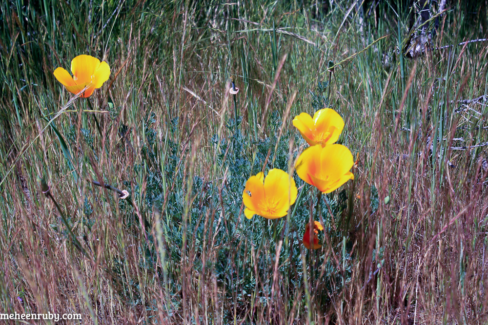 fort ord wildflowers web-12.jpg