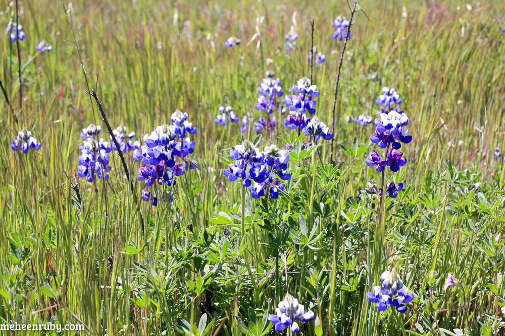 fort ord wildflowers web-11.jpg