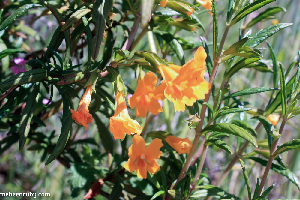 fort ord wildflowers web-8.jpg