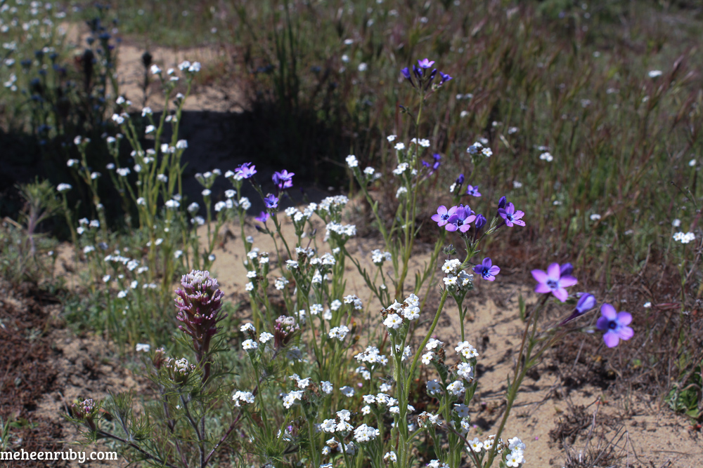 fort ord wildflowers web-7.jpg