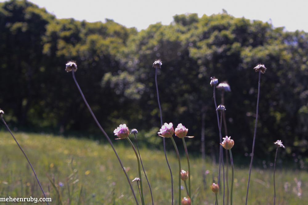 fort ord wildflowers web-5.jpg