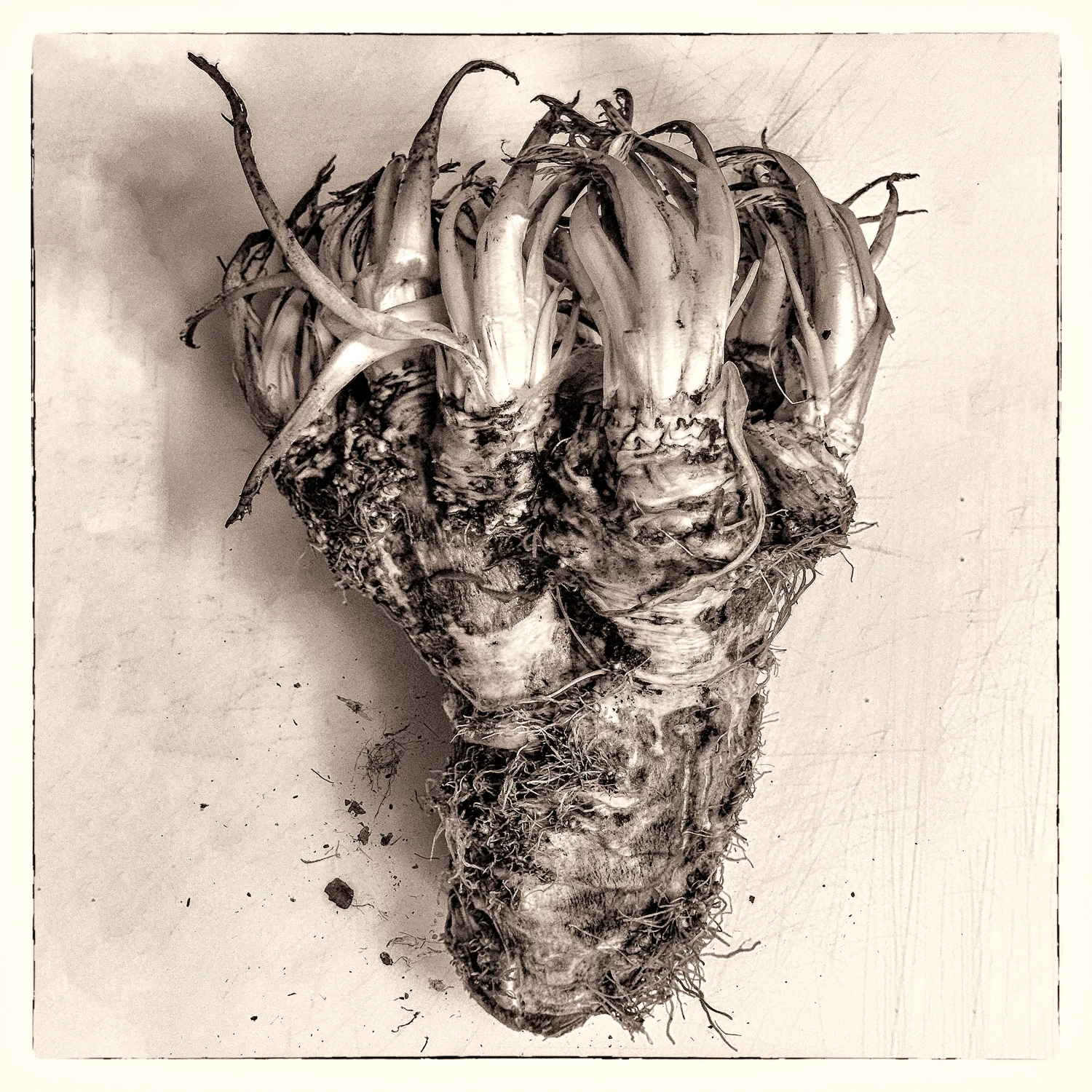 Horseradish from our garden