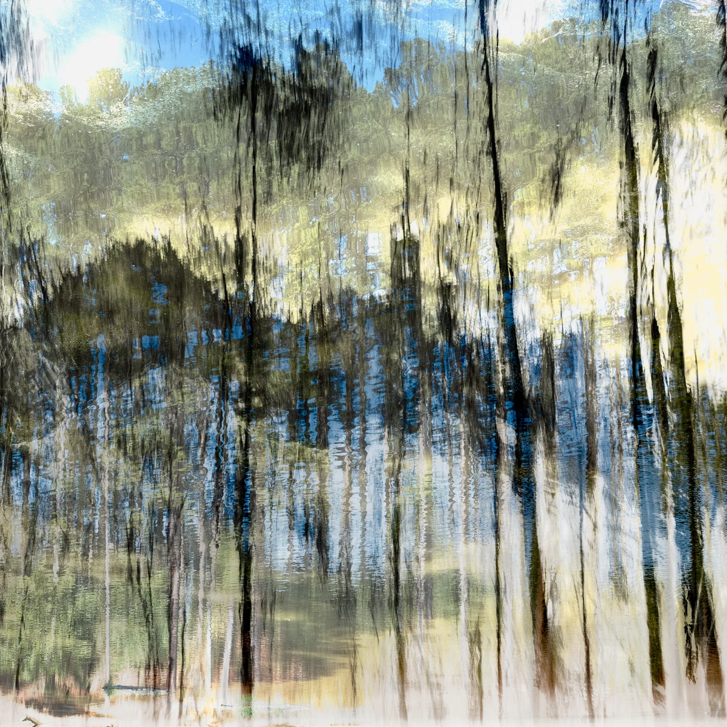 springtime in the forest.jpeg
