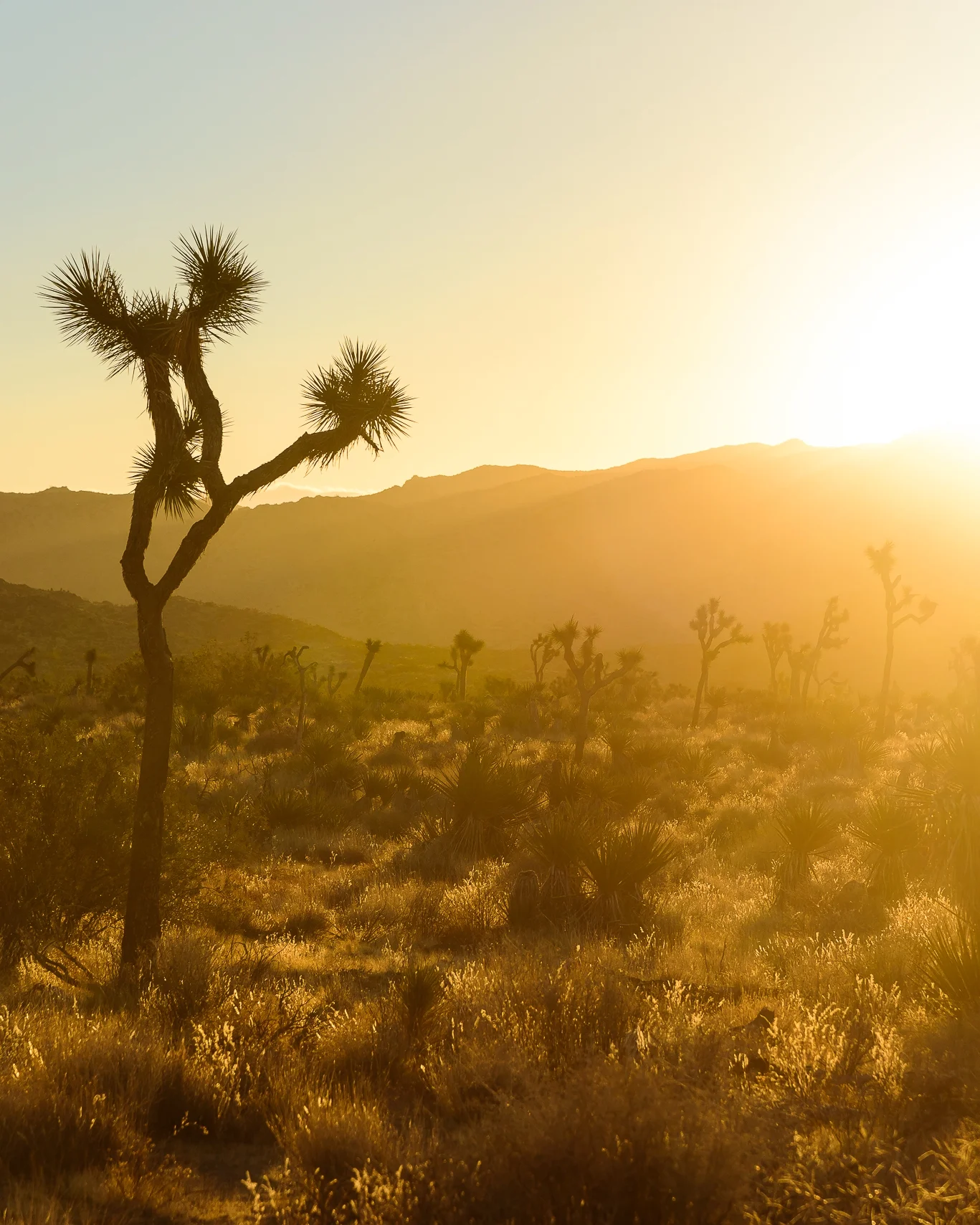 down_dusty_trails_joshua_tree_sunset_glow.jpg