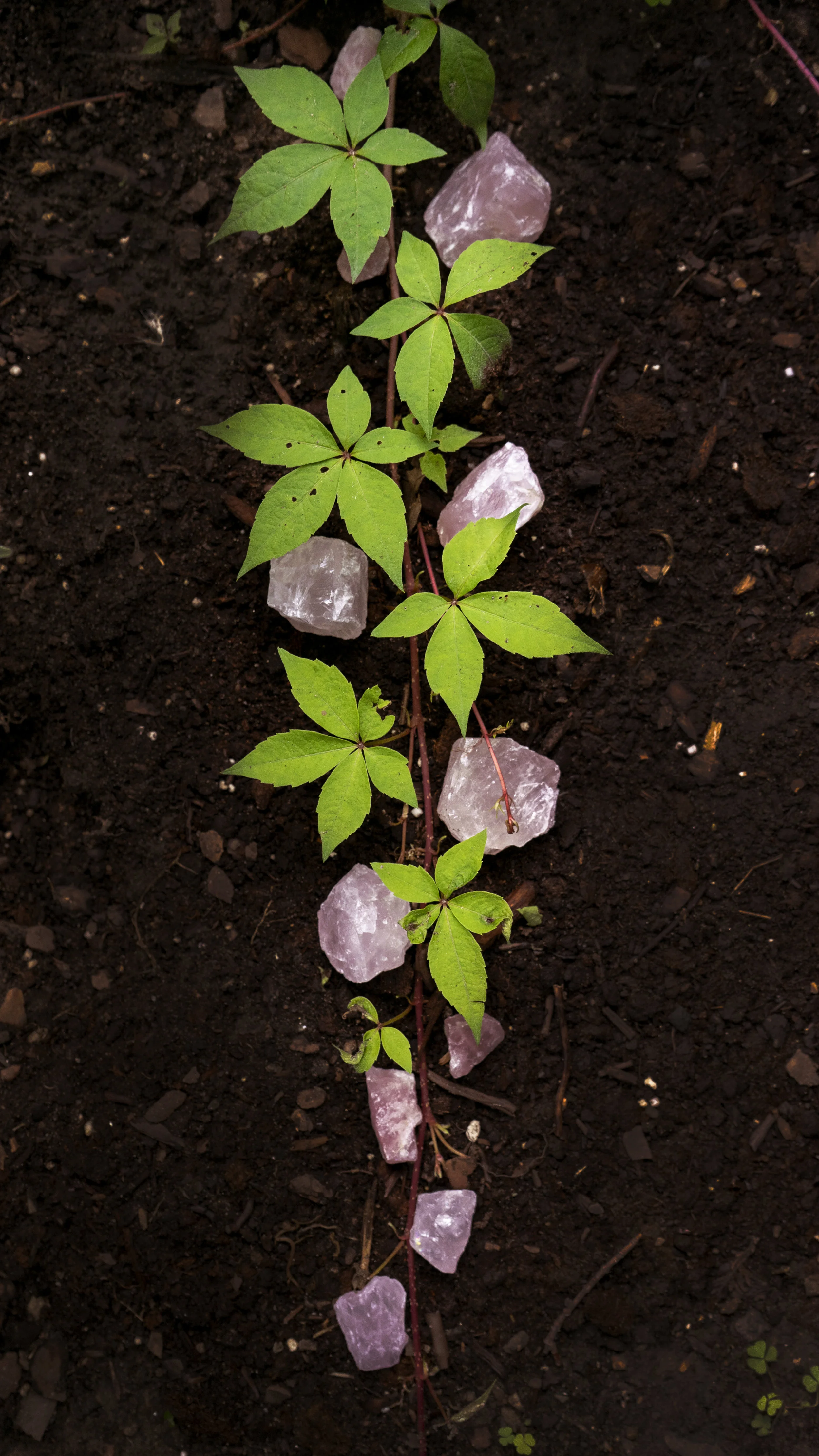 Rose Quartz Vine1.jpg