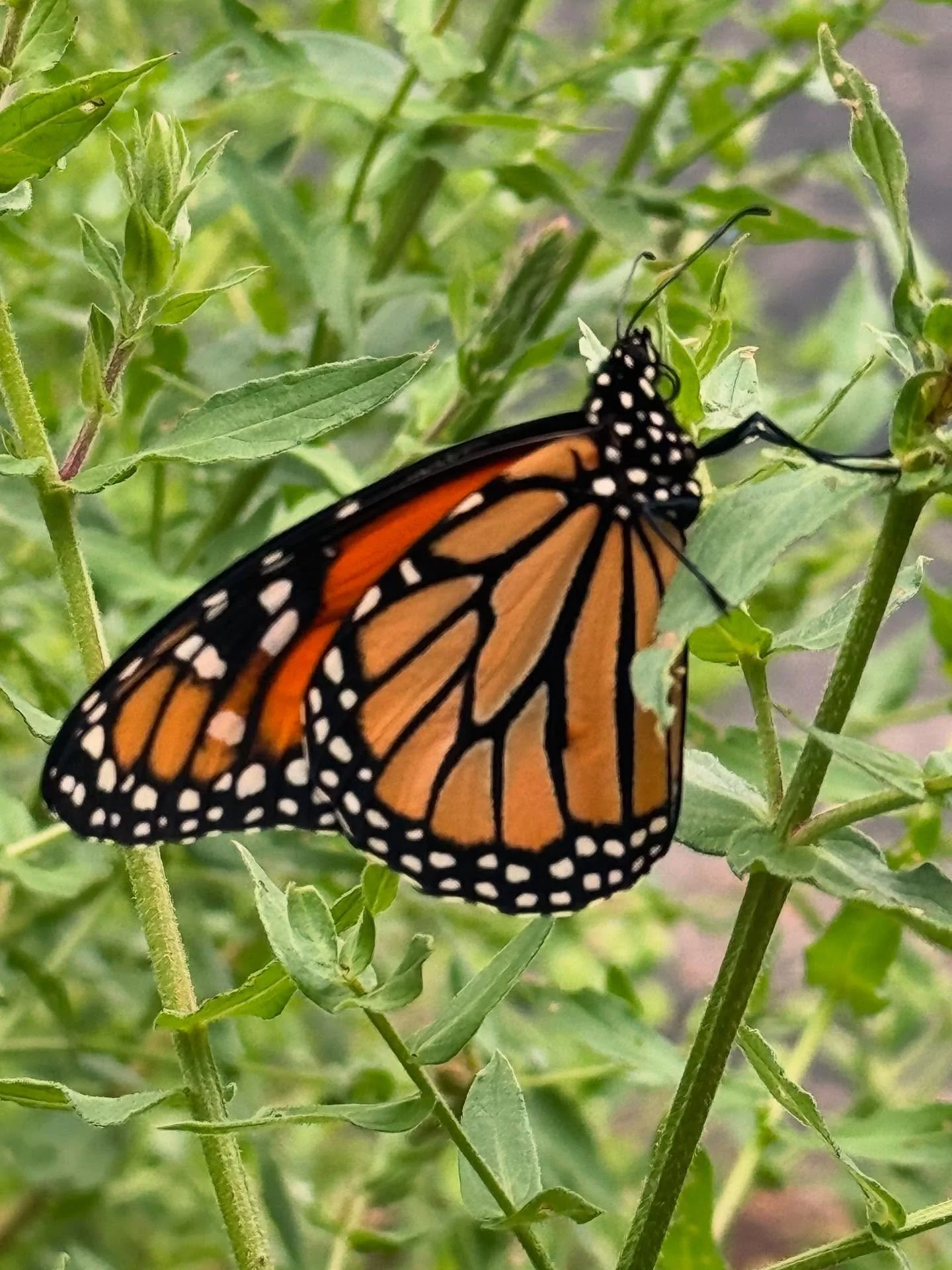 The shop is closed today (Thursday) while we adventure through the Smoky Mountains gathering treasures and spending time with family. 

Back to regularly scheduled programming tomorrow and all weekend long ✌🏽🪩✨