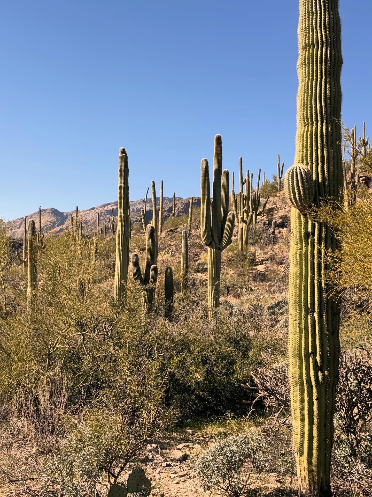 Reminder we&rsquo;re closed today and tomorrow. But we&rsquo;ll be open Saturday 1-6pm and Sunday 1-5pm this weekend. ✌🏽

We&rsquo;re collecting alllllll the treasures in Tucson and can&rsquo;t wait to share them with you. We&rsquo;ll also try our a