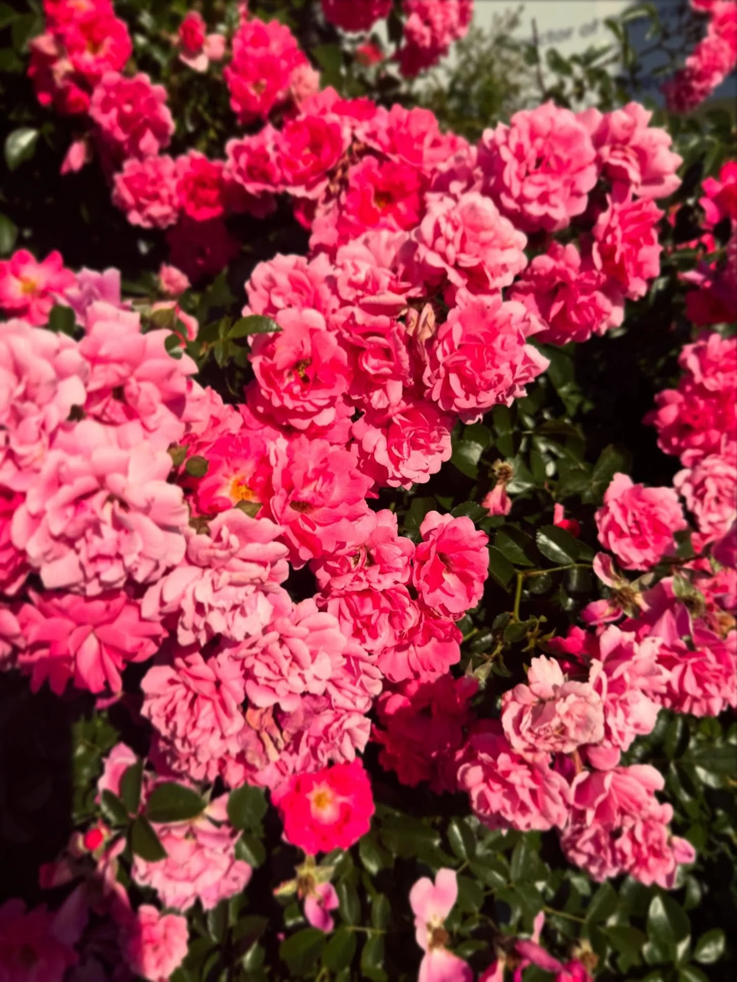 Wishing you a very happy and safe 4th of July ✨🌸🌞🌸✨

Closed today - but we&rsquo;ll see you all weekend long 1-6pm ✌🏽