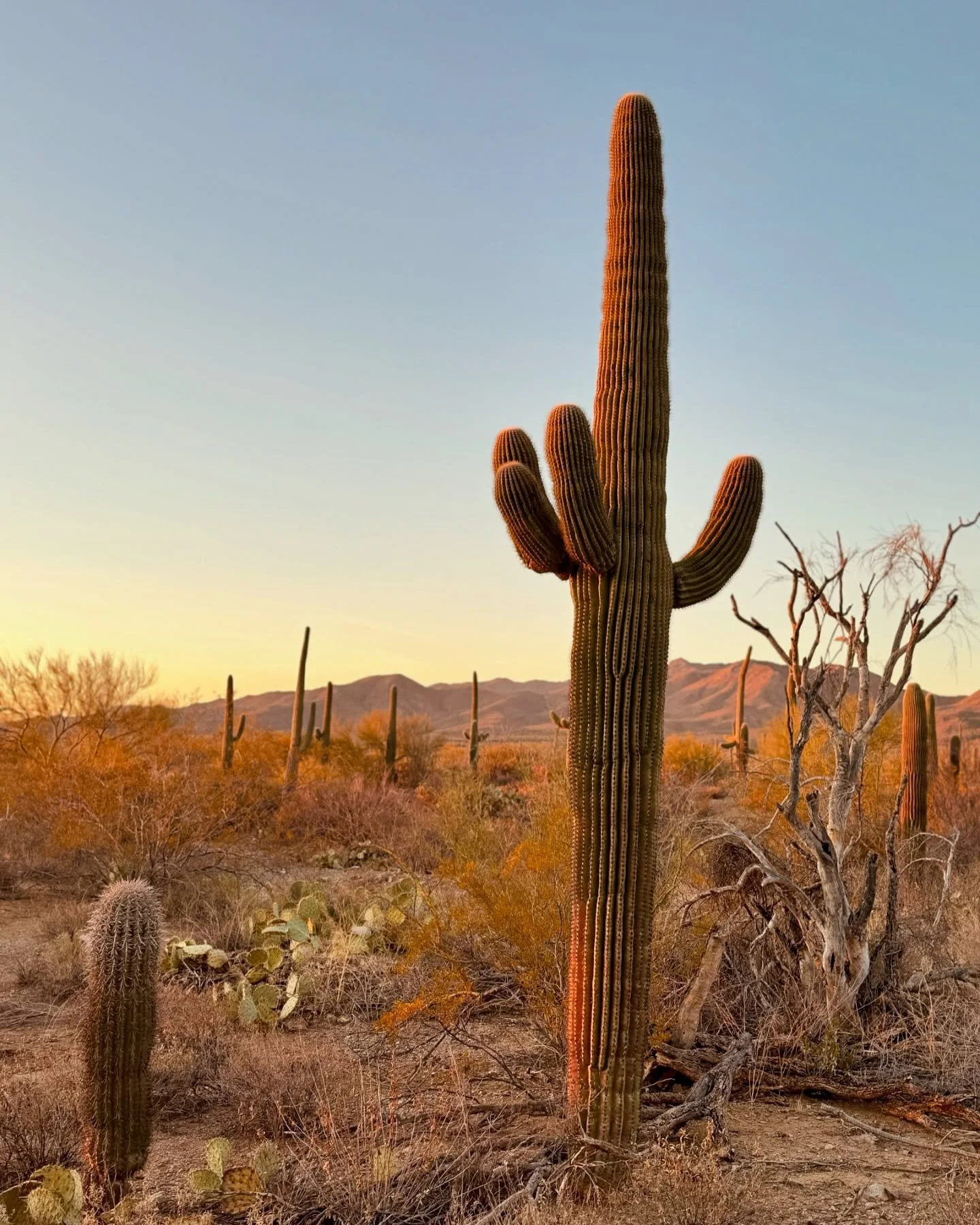 The shop is closed today (Monday) while we gather treasures in Tucson 🌞🌵 

Can&rsquo;t wait to share our finds with you ✌🏽😎