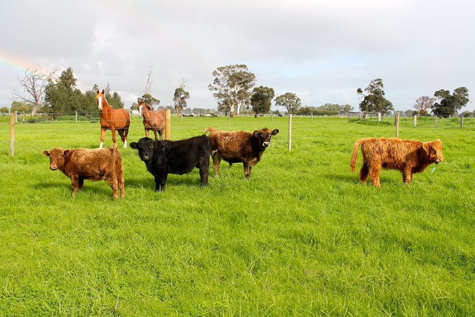 Our cows, which consist of 2 Dexters, an Angus, 2 jersey, a scottish highland, and several others! They love to be fed some muesli! Moo ah, our latest addition is a sweetie and very gentle to handle and can be trusted to behave!