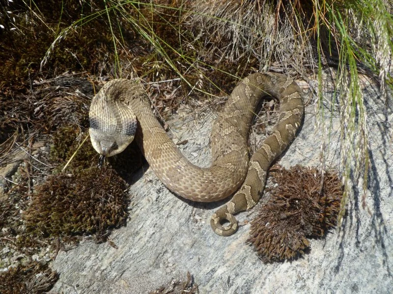 Here is an adult hognose in a cobra-display.