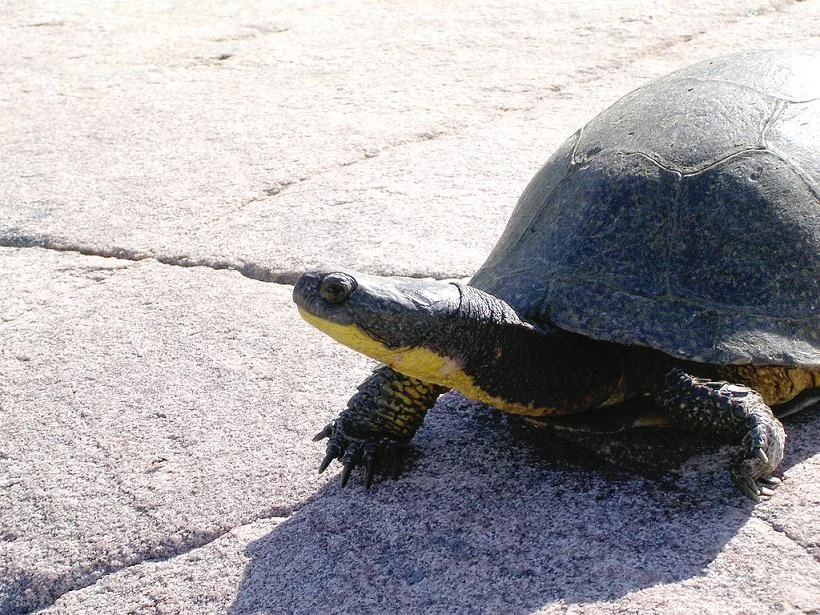 Blanding's Turtles are a rarity in Go Home but their bright yellow chins and high-domed shells make them easy to distinguish from our other turtles