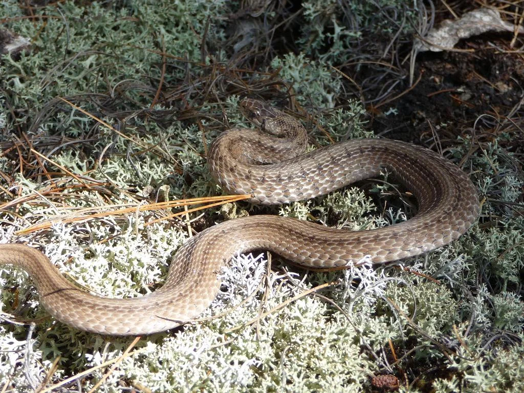 The Brown Snake is abundant but hard to spot because of its small size and habits