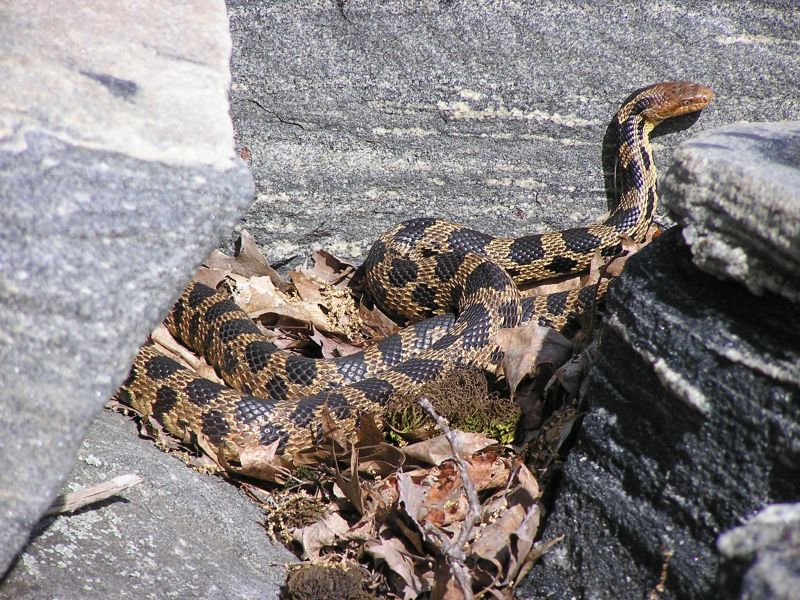 Foxsnakes are yellow with dark brown blotches and a copper-coloured head. If alarmed they will often vibrate their tails in leaf litter in an attempt to discourage harassment (they are mimicking rattlesnakes) .
