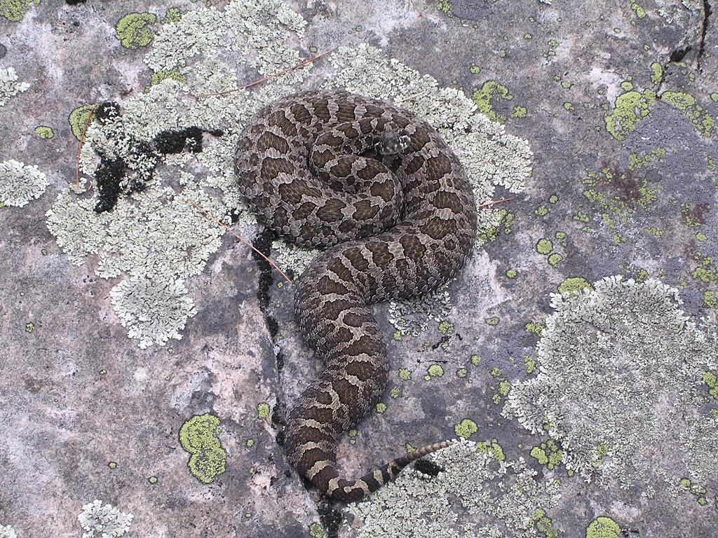 Rattlesnakes are greyish with brown blotches and, no matter what the size, always appear "fat" compared to our other snakes.