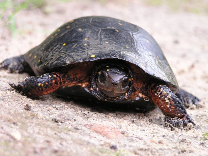 Spotted Turtles are endangered! They like warm, shallow water with lots of vegetation.