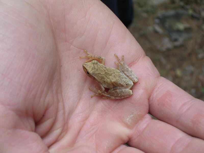 Spring Peepers are very small treefrogs. They have a characterisic X-shape on their backs.