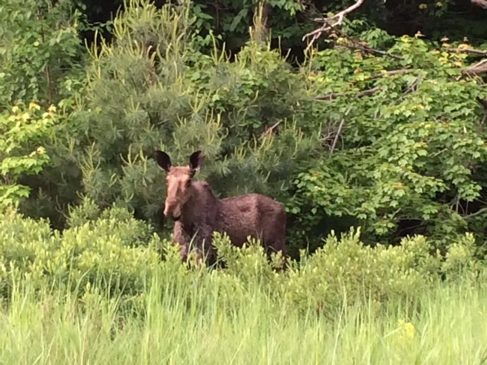 Go Home Moose 2014