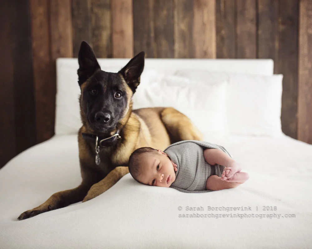 Bringing Your Fur Baby to the Studio | Houston Newborn Photographer
