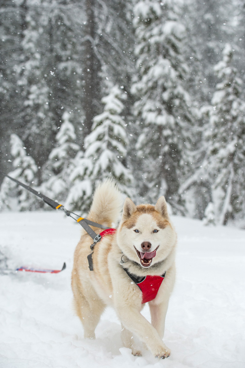 ruffwear omnijore harness