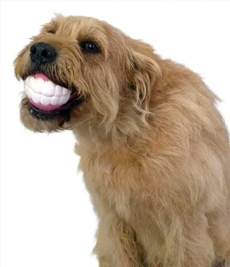 humnga chomp 2.jpg