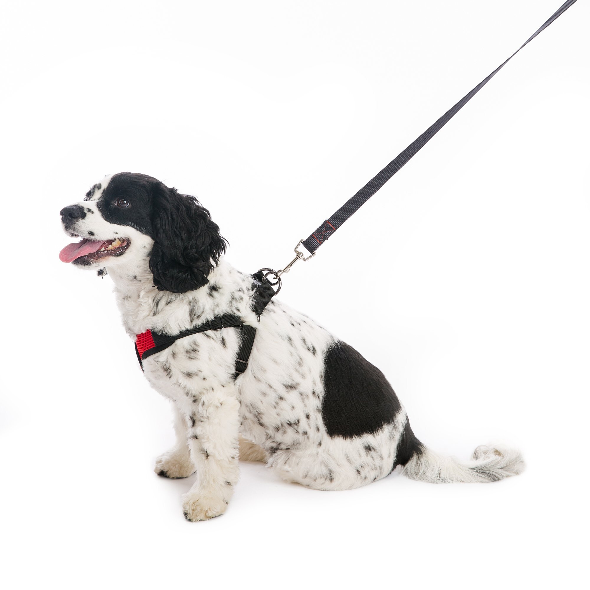 gooby dog harness
