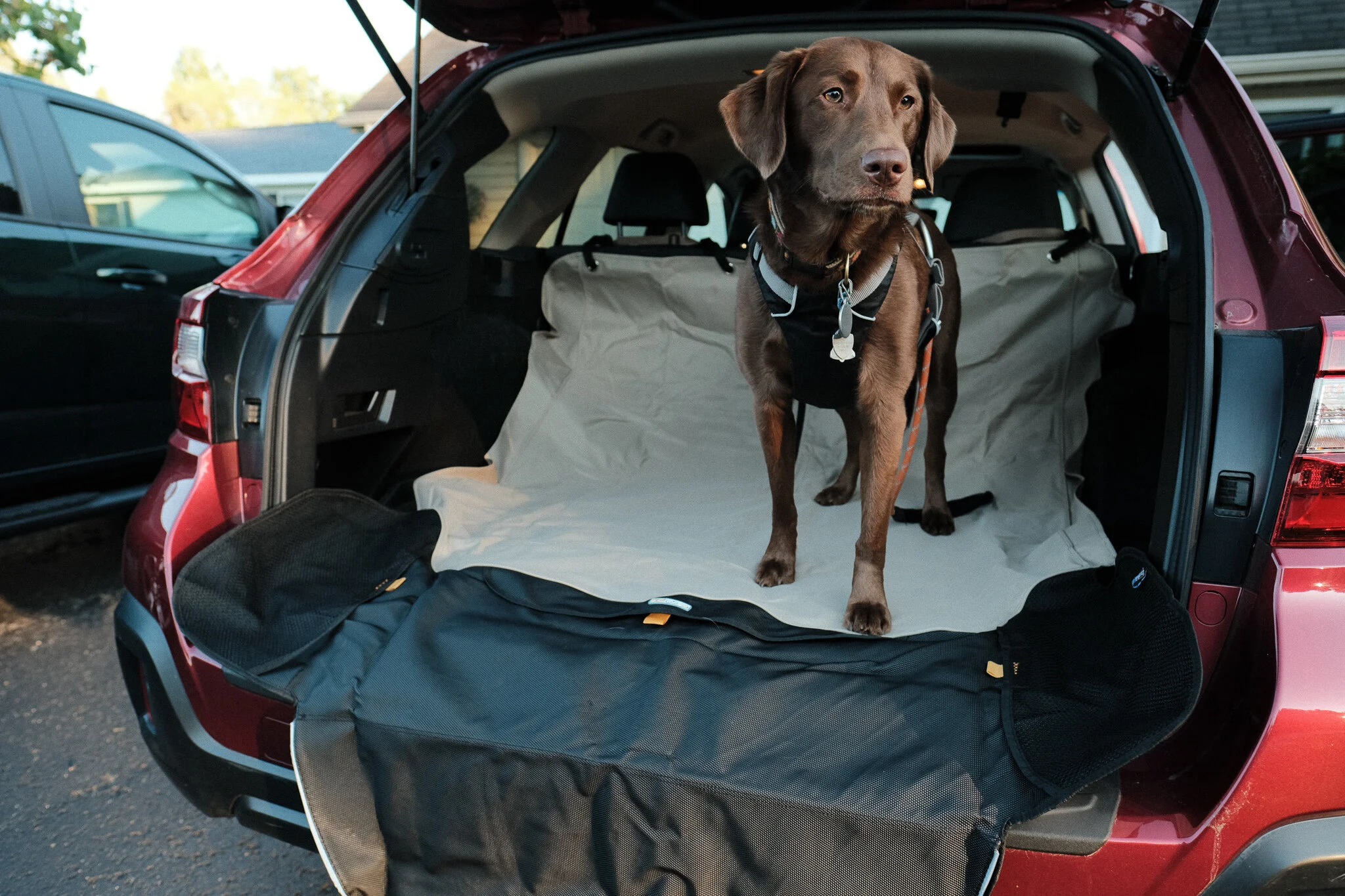 kurgo tailgate dumpster