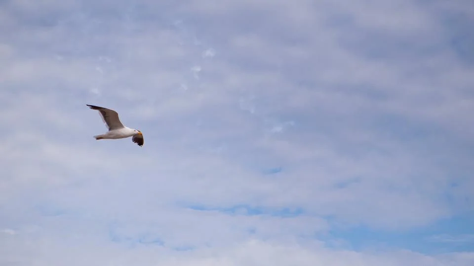 sea_gull.jpg