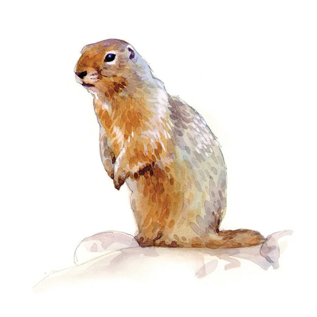 Arctic Grnd Squirrel.jpg
