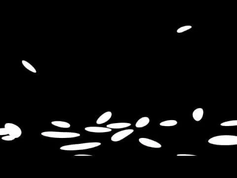 Folium- Designed and hand collected by Rodolfo Agrella