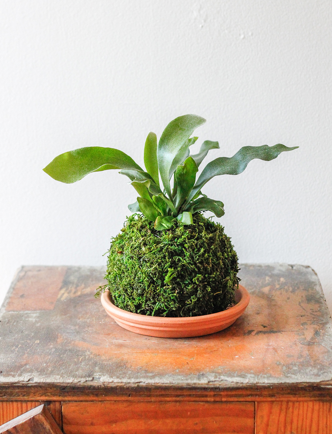 Kokedama_1_Heart&Frond.jpg