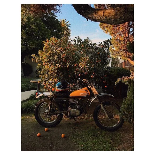 Caught #LilBebeBike lookin right at home in the new back yard. ;) #iphone7 #yamaha #1973 #california #orangefruits #candid