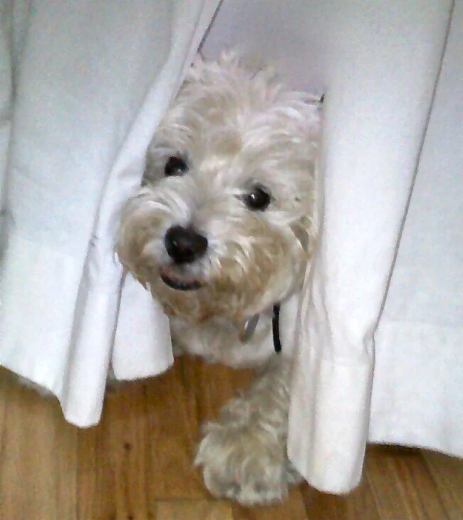 Website redesign approved by Emma the Westie. Phew!
