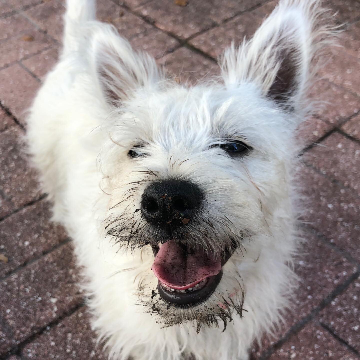 Meet my new son Robbie, digger of dirt, destroyer of sticks, graduate student at the University of Robbie Don&rsquo;t Do That. He&rsquo;s four months old and six pounds of pure Scottish Beast. I adore him. Easily 14/10.