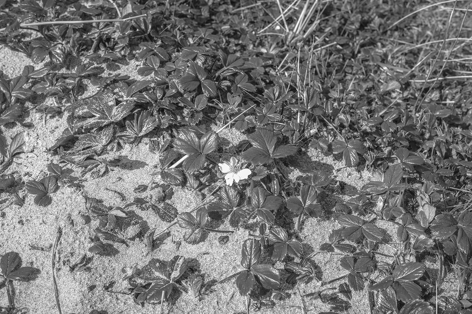 Leica Monochrom 50mm Summilux-M f1.4