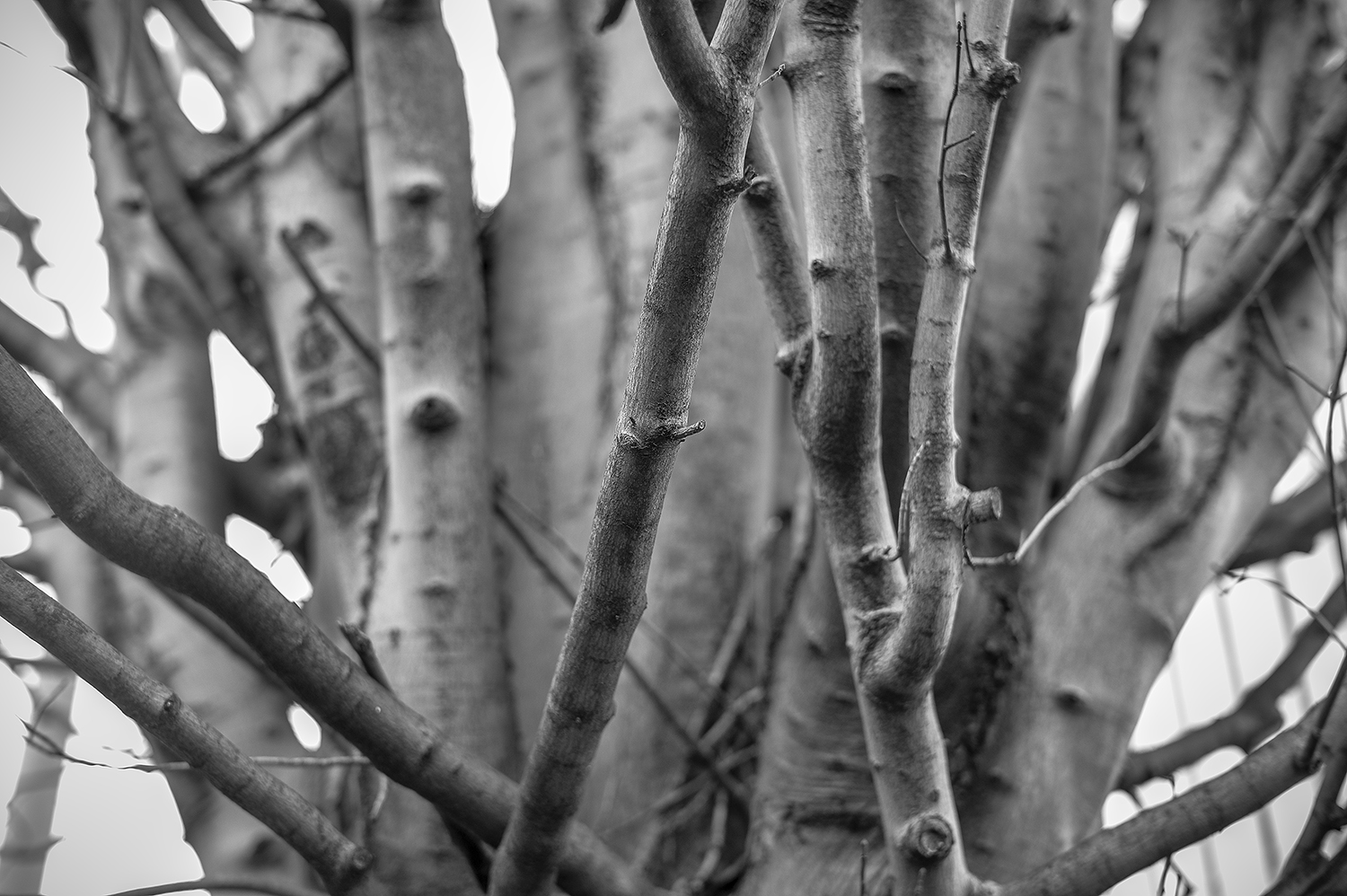 Leica Monochrom 50mm Summilux-M f1.4