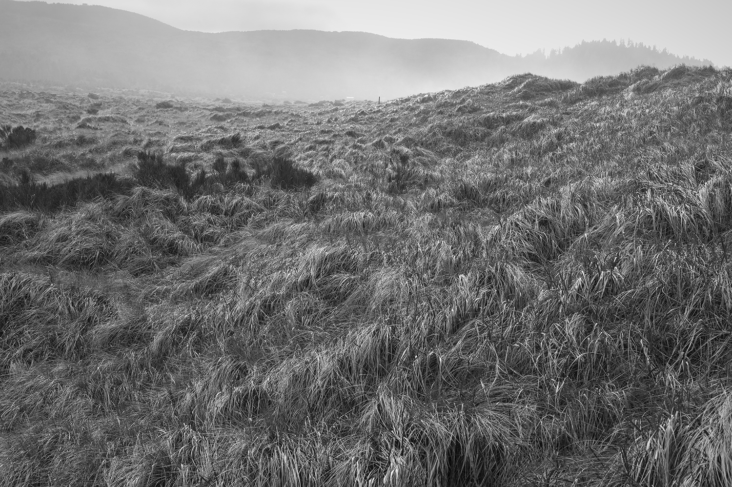 Leica Monochrom 28mm Elmarit-M f2.8