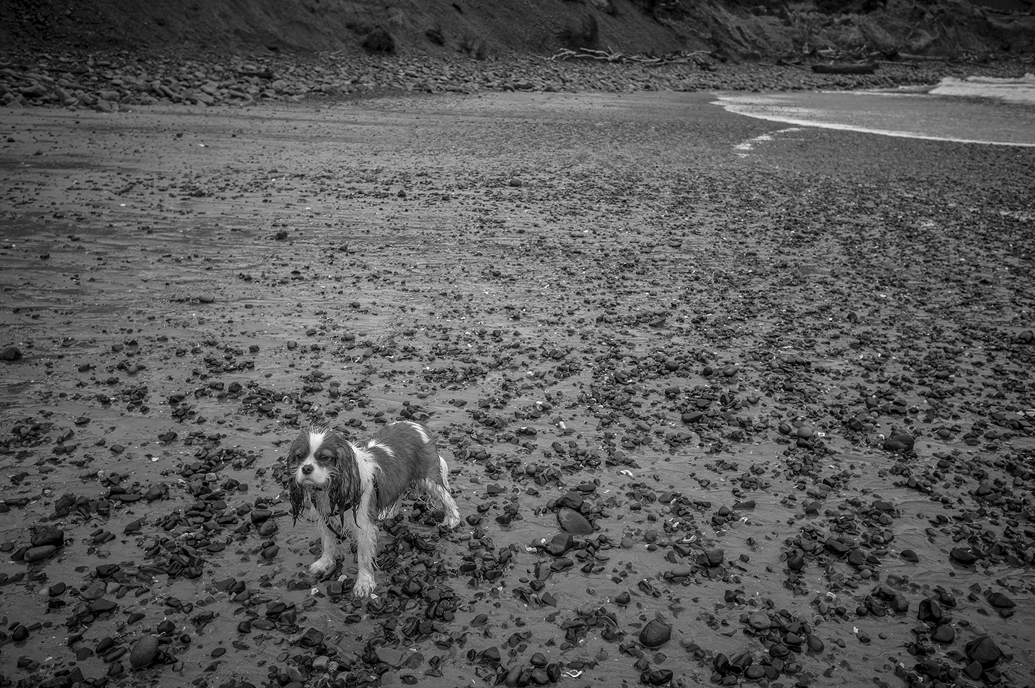 Leica Monochrom 50mm Summilux-M f1.4