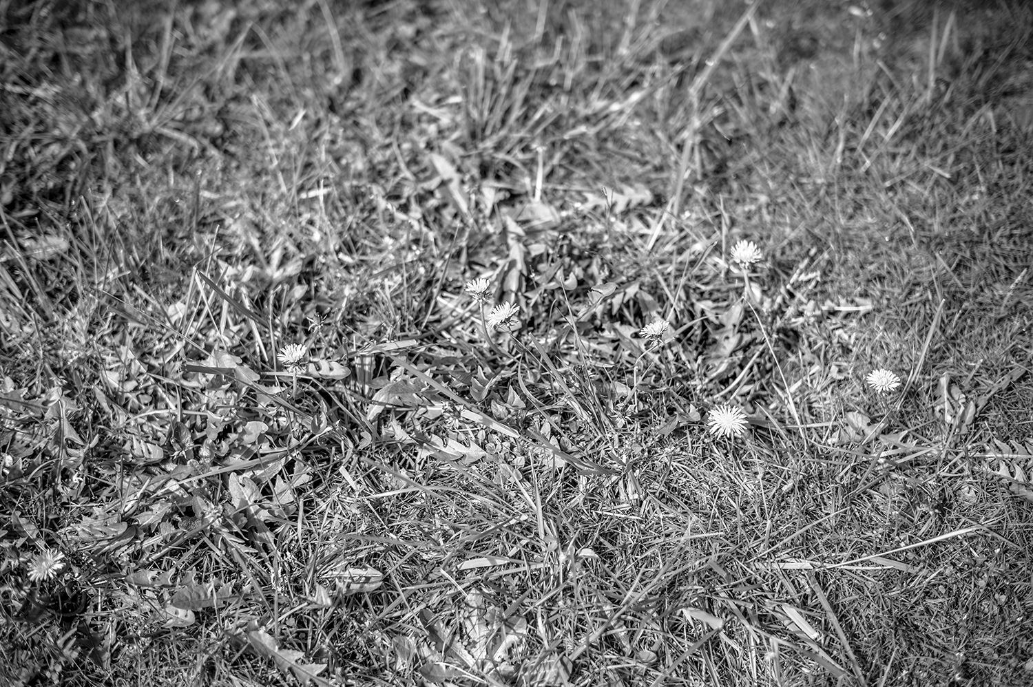 Leica Monochrom 50mm Summilux-M f1.4