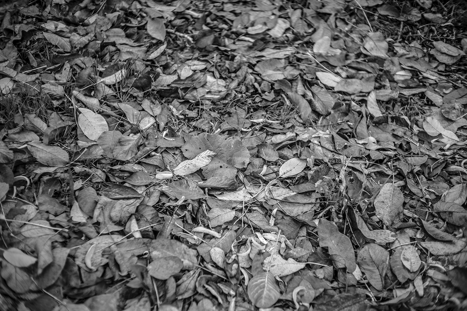 Leica Monochrom 50mm Summilux-M f1.4